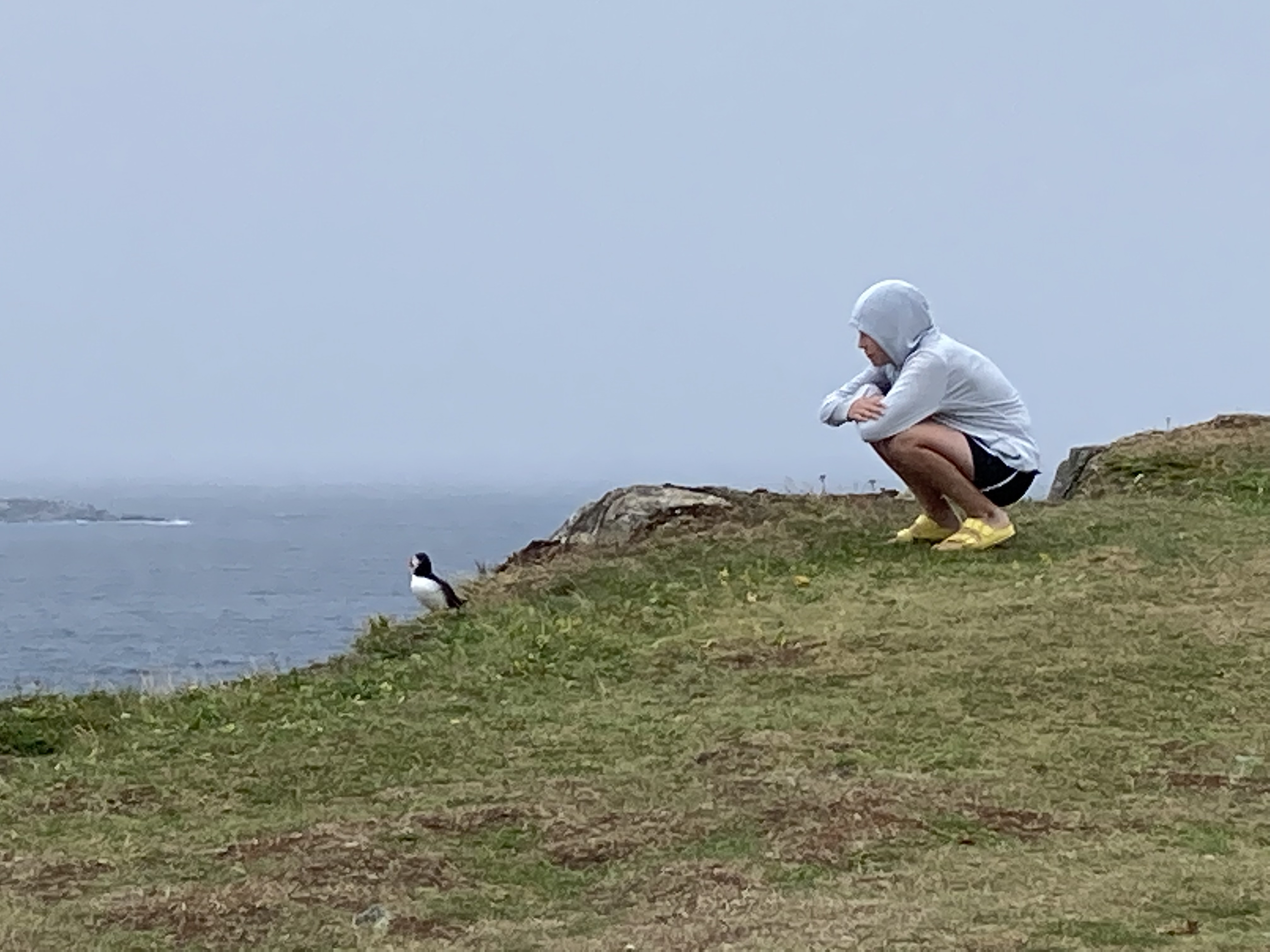 Cover Image for 18 - Puffins